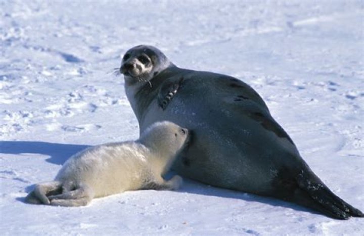 What are baby harp seals called?