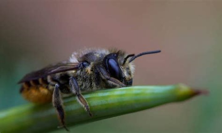 What are bees predators?