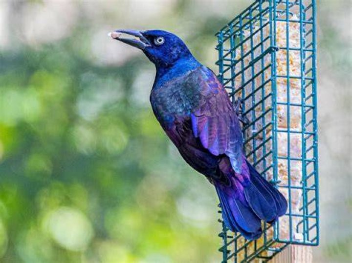 What are Bird years in 2k20?