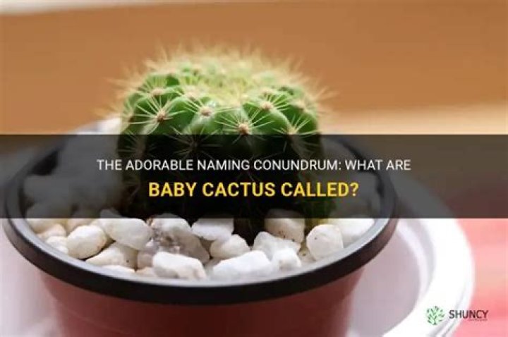 What are cactus babies called?
