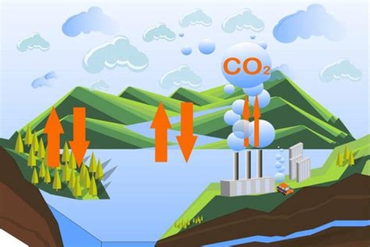 What are carbon stocks?