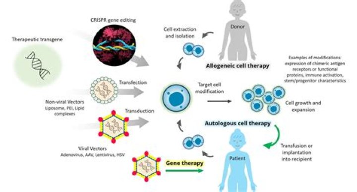 What are cell and gene therapies?