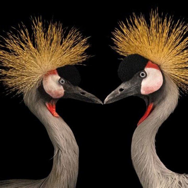 What are endangered species in South Africa?