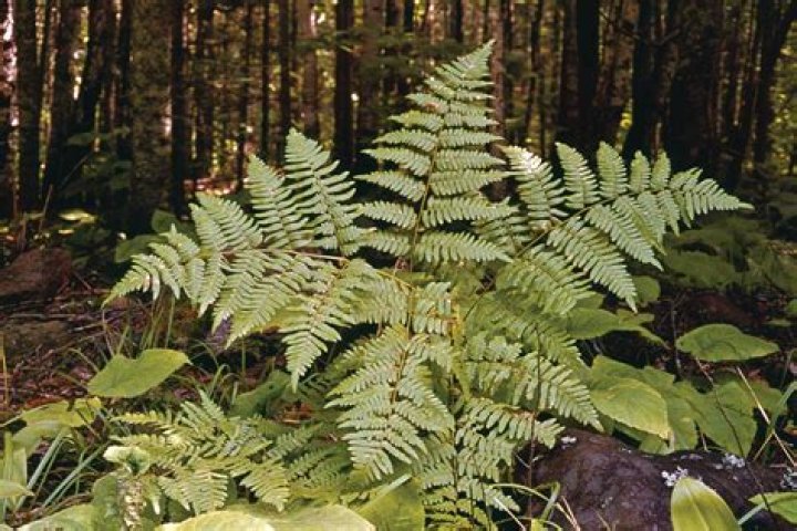 What are fern like plants?