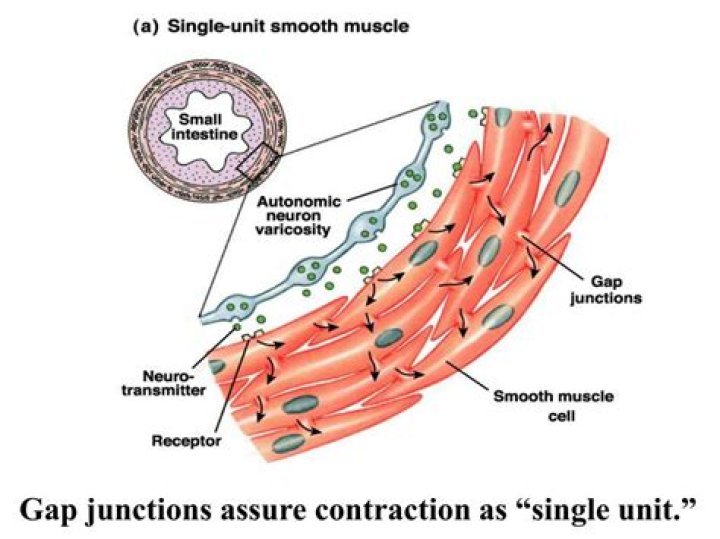 What are gap junctions in smooth muscle?