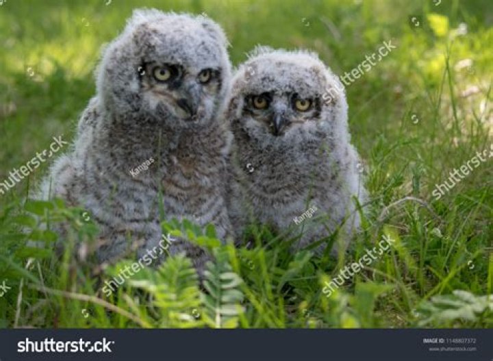 What are great horned owl babies called?