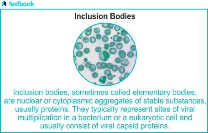 What are inclusion bodies examples?