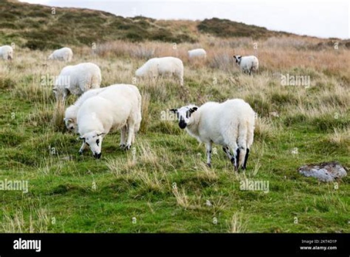 What are Kerry Hill sheep used for?