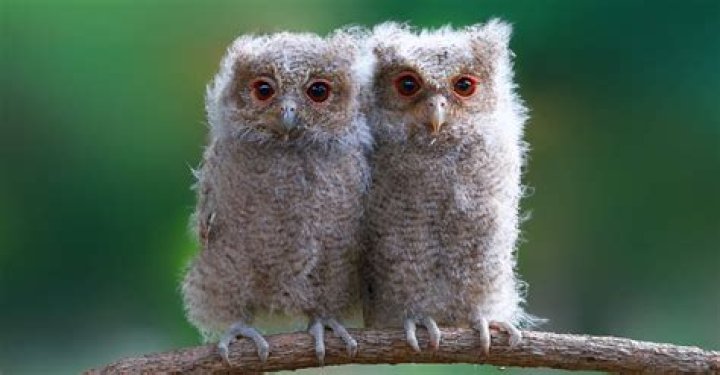What are little owls called?