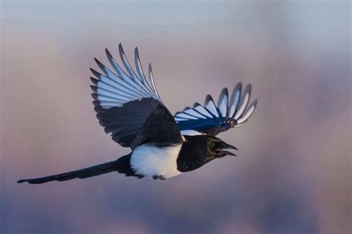 What are magpies attracted to?