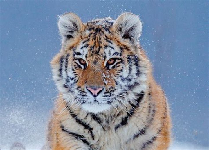 What are organizations doing to save the Siberian tiger?