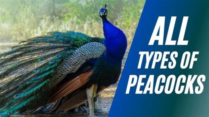 What are peacocks associated with?