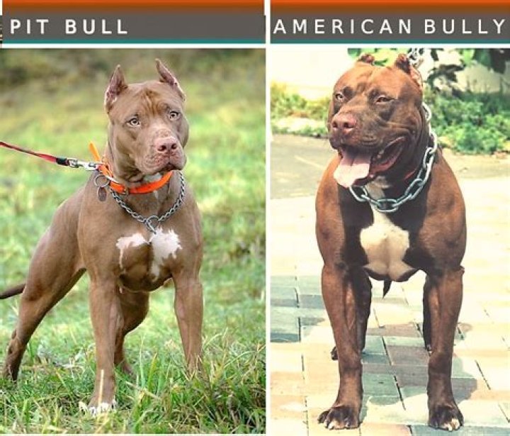 What are pit bulls afraid of?