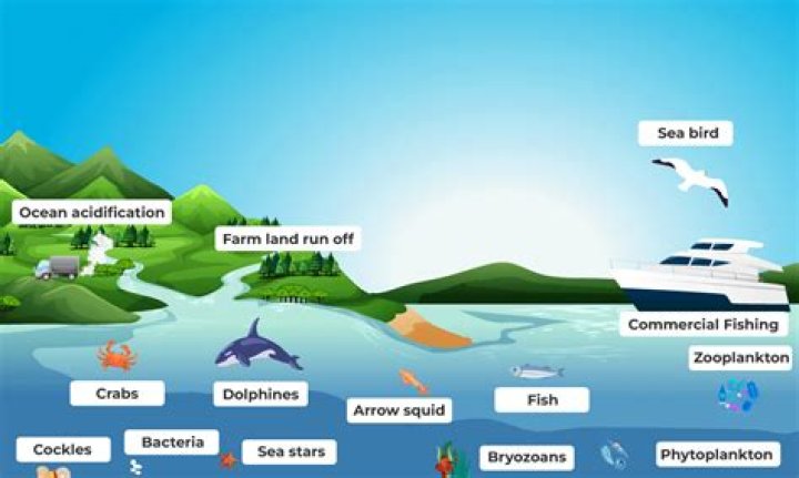 What are plants in an ecosystem?