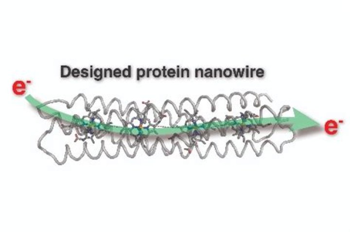 What are protein nanowires?