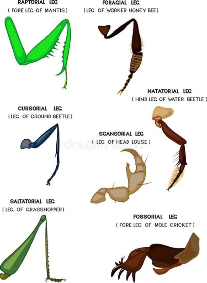 What are raptorial legs?