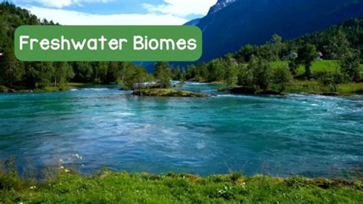 What are some examples of freshwater biomes?