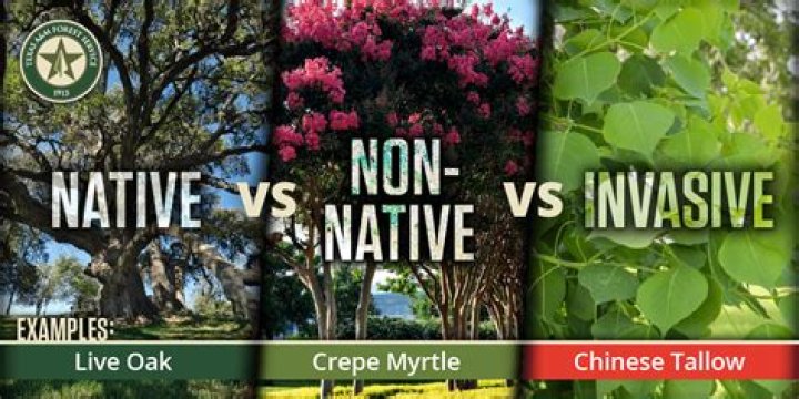 What are some examples of non native species?