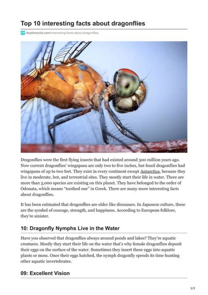 What are some fun facts about dragonflies?