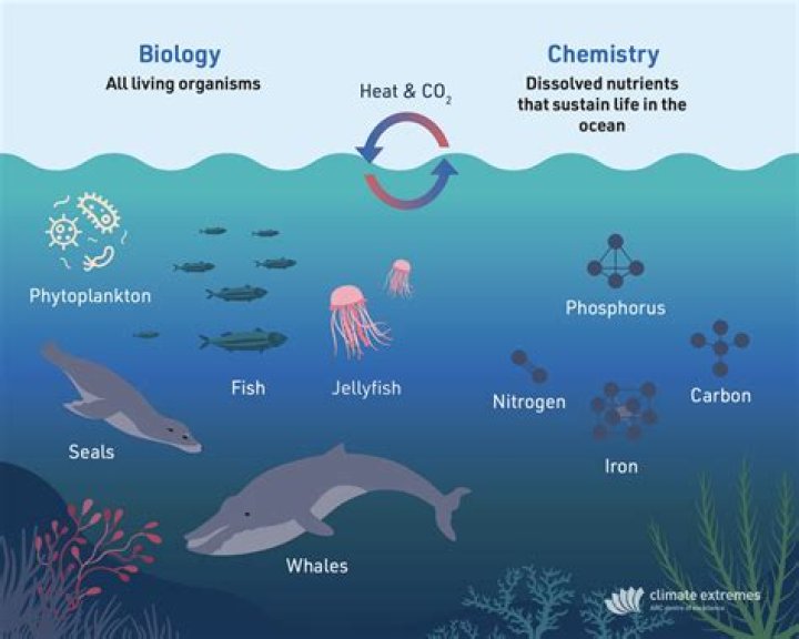 What are some interactions in the ocean?