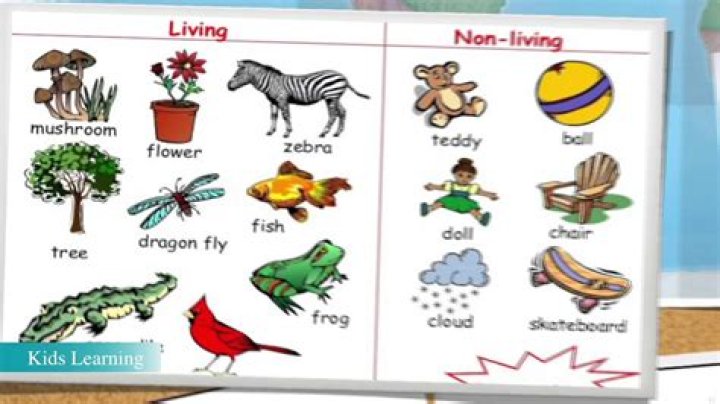 What are some non living things in the tropical rainforest?