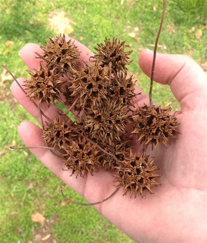 What are spiky balls used for?