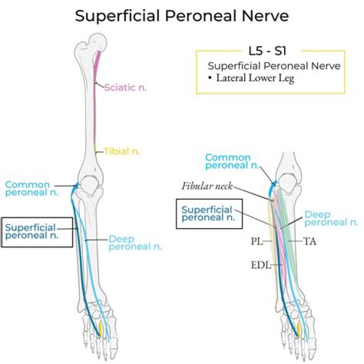What are superficial nerves?