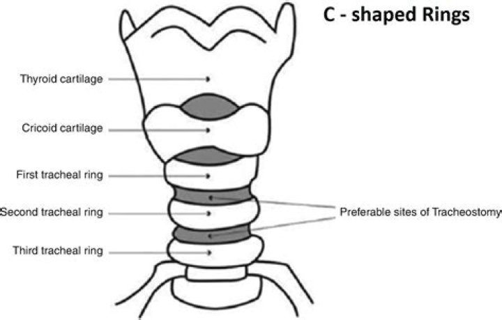What are the 13 15 C shaped cartilage rings?