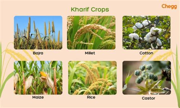 What are the 2 types of crops?
