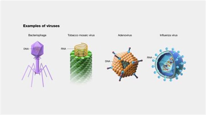 What are the 3 most common viruses?