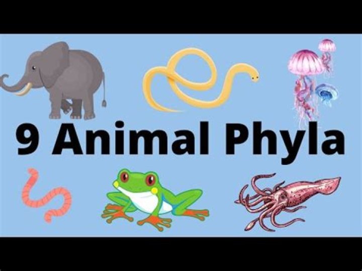What are the 36 animal phyla?
