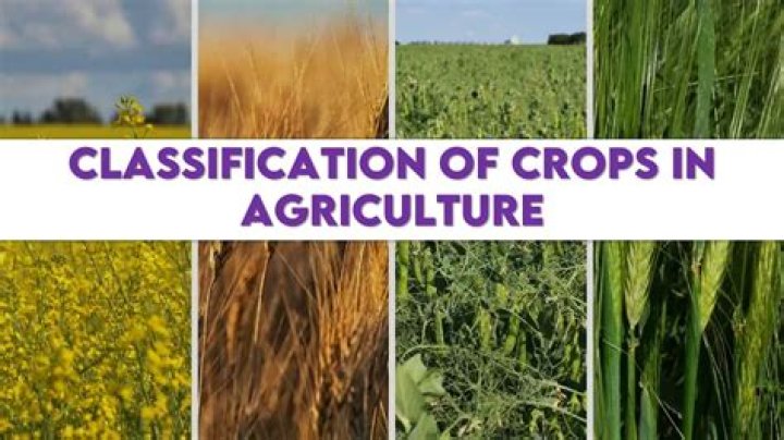 What are the 4 major crops?