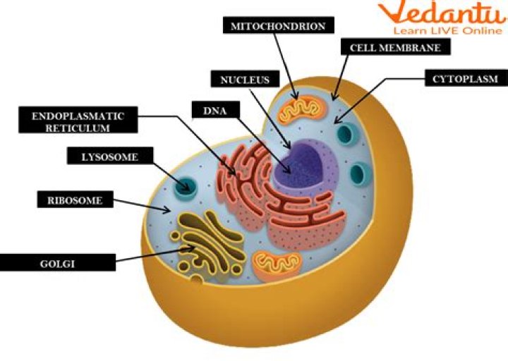 What are the 4 parts of metabolism?