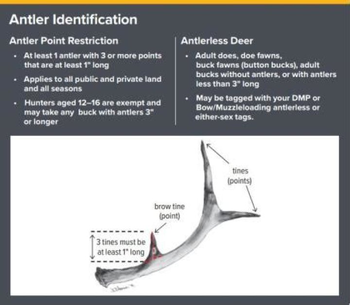 What are the antler restrictions in NY?
