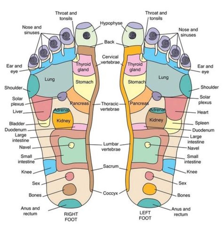 What are the balls of your feet called?