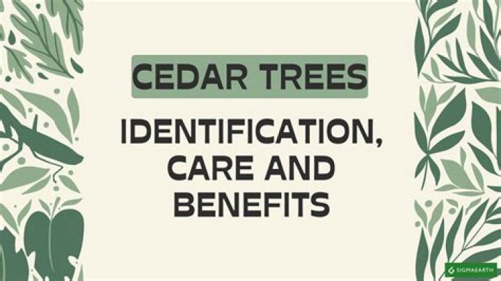 What are the benefits of cedar trees?