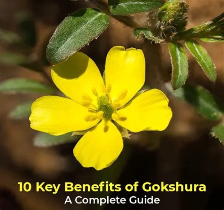 What are the benefits of Gokshura?