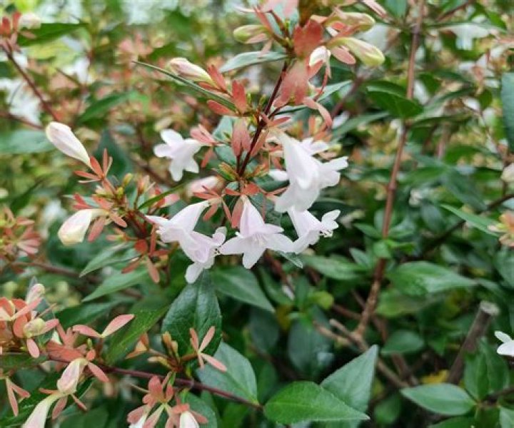 What are the best Abelia?