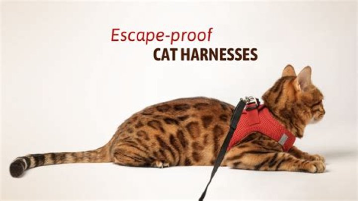 What are the best cat harnesses?