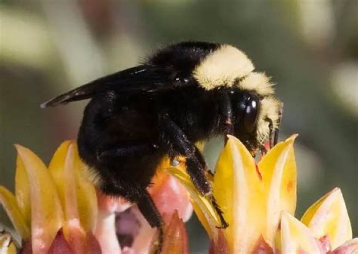 What are the big yellow bees called?