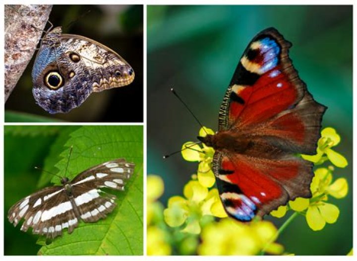 What are the colors of butterflies?
