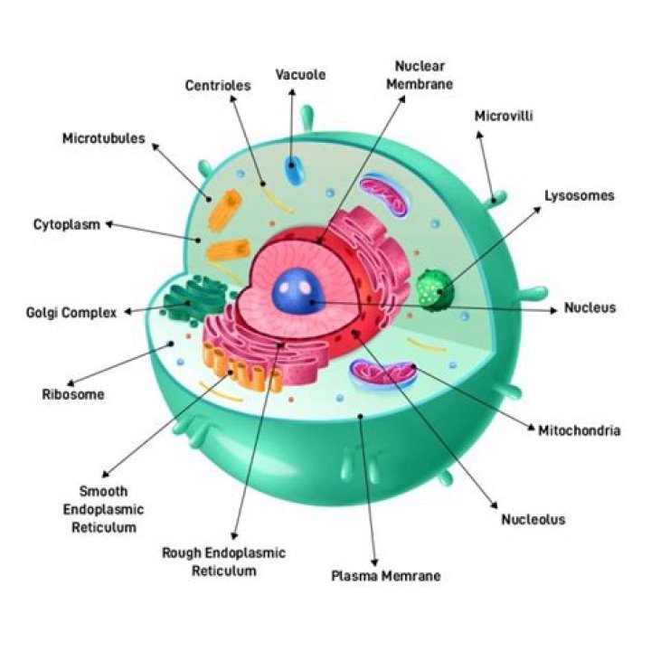What are the colors of the organelles in an animal cell?