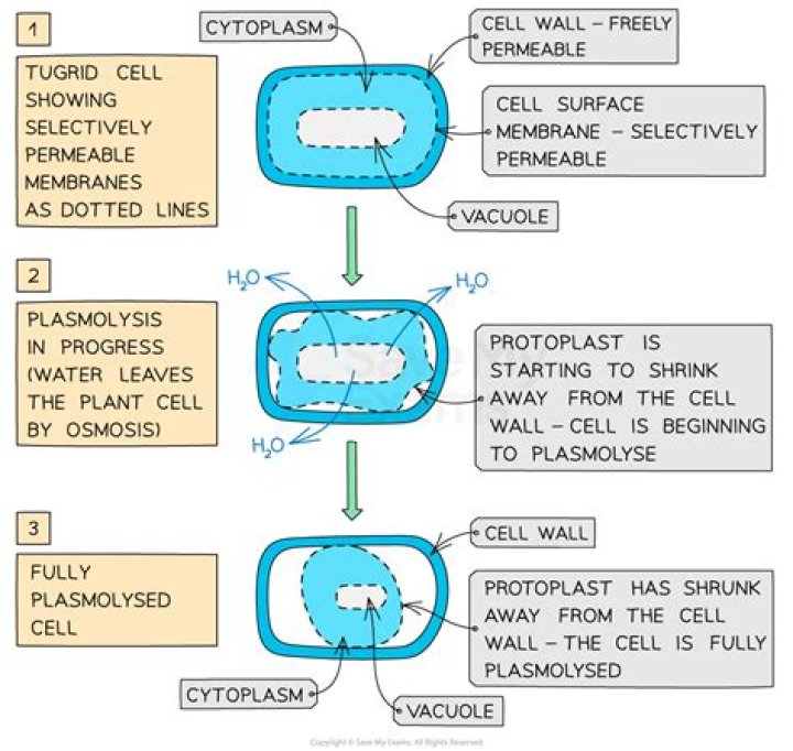 What are the conditions to observe Plasmolysis in a cell?