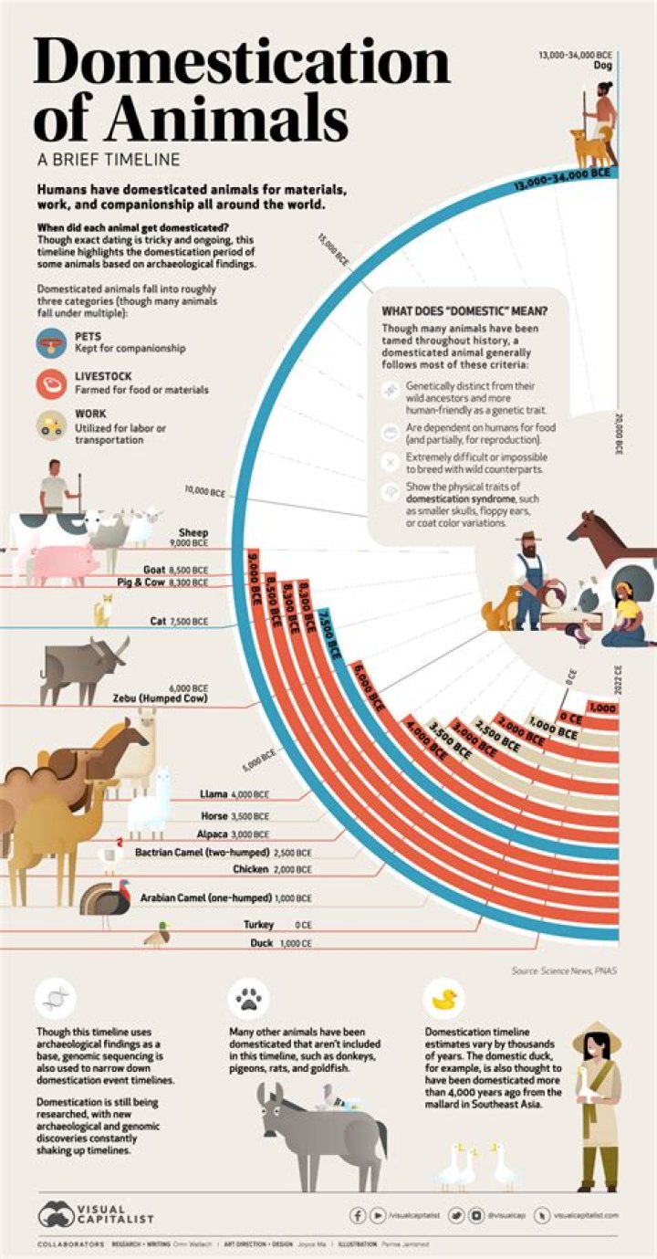 What are the consequences of domestication for the horse?