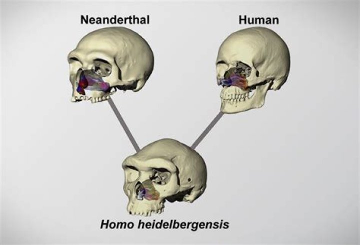 What are the differences between Neanderthal skulls and human skulls?