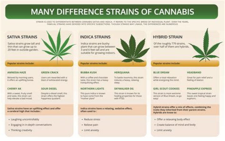 What are the different strains of Candida?