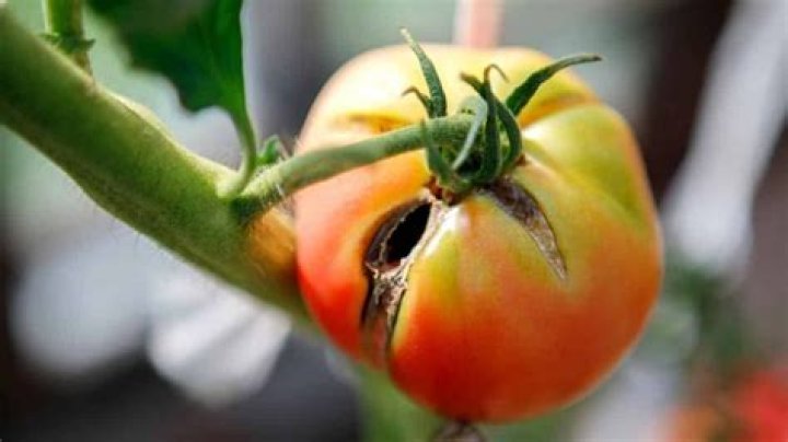 What are the diseases that affect tomatoes?