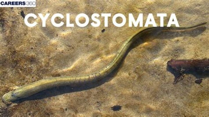 What are the examples of Cyclostomata?