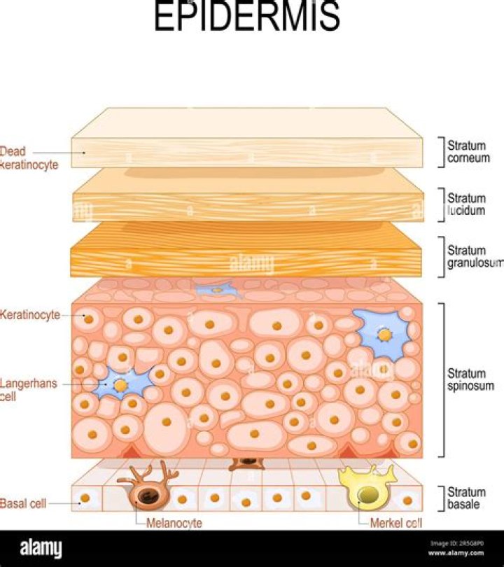 What are the features of epidermal tissue?