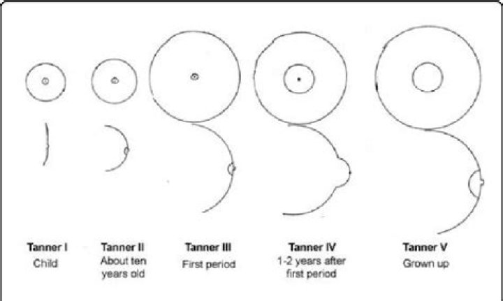 What are the first signs of breast development?